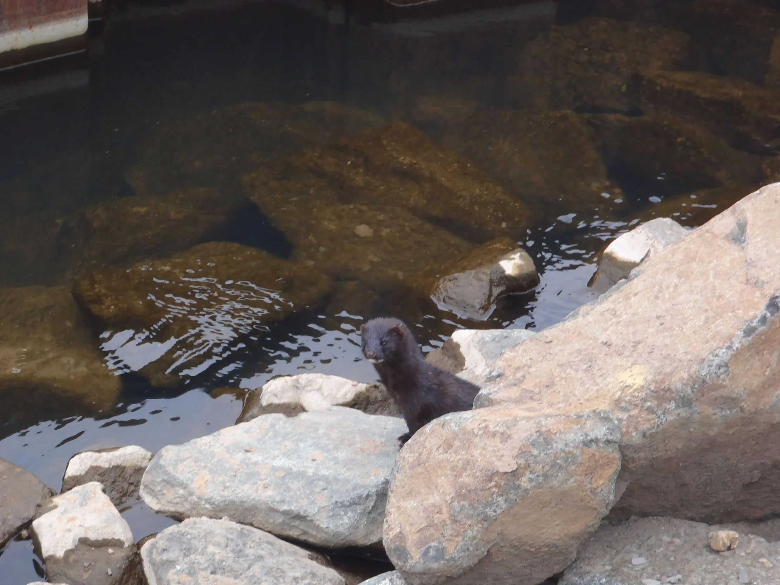 This American mink was spotted at Almondbank during a recent walkover by our ECoW.