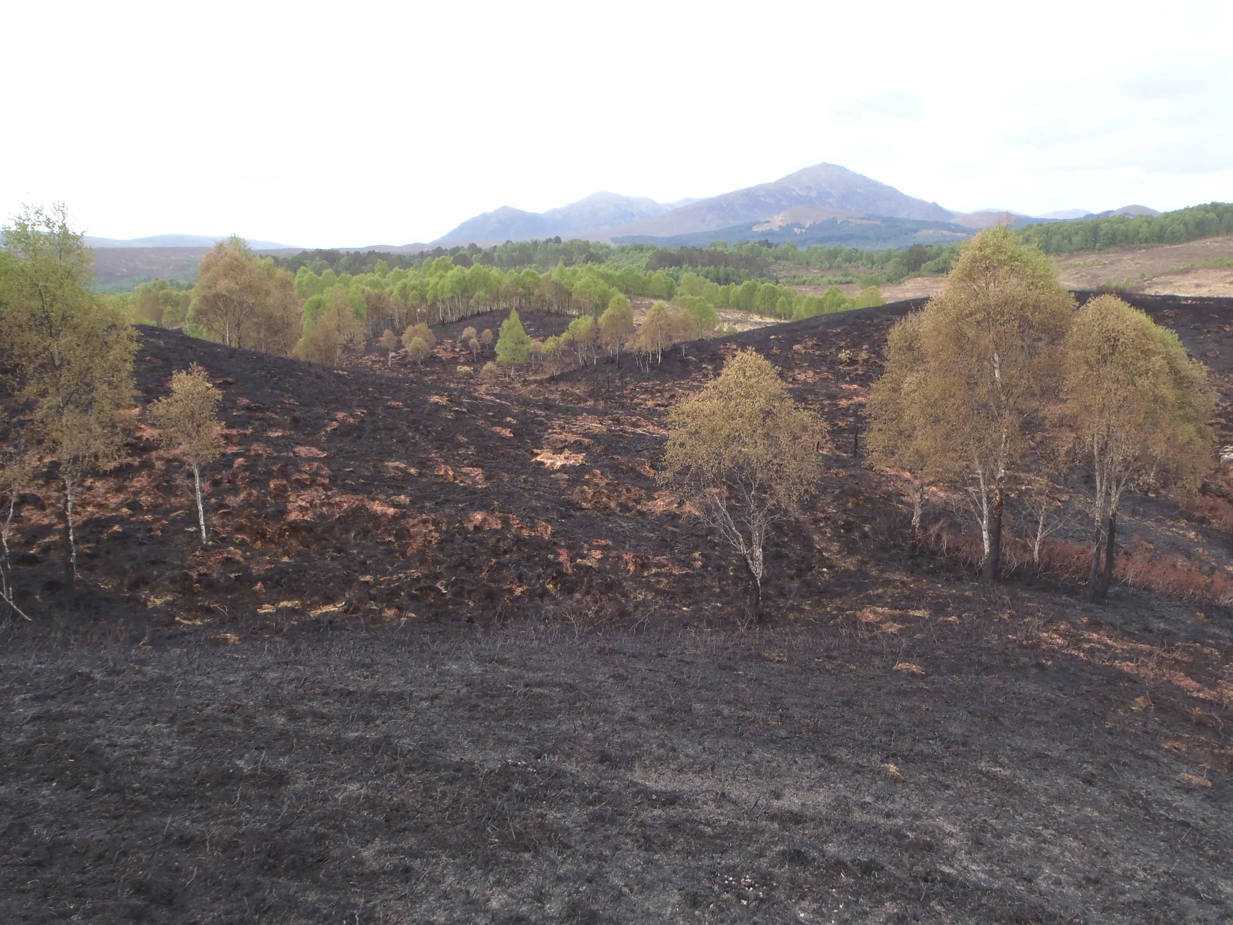 Heathland restoration following wild fires