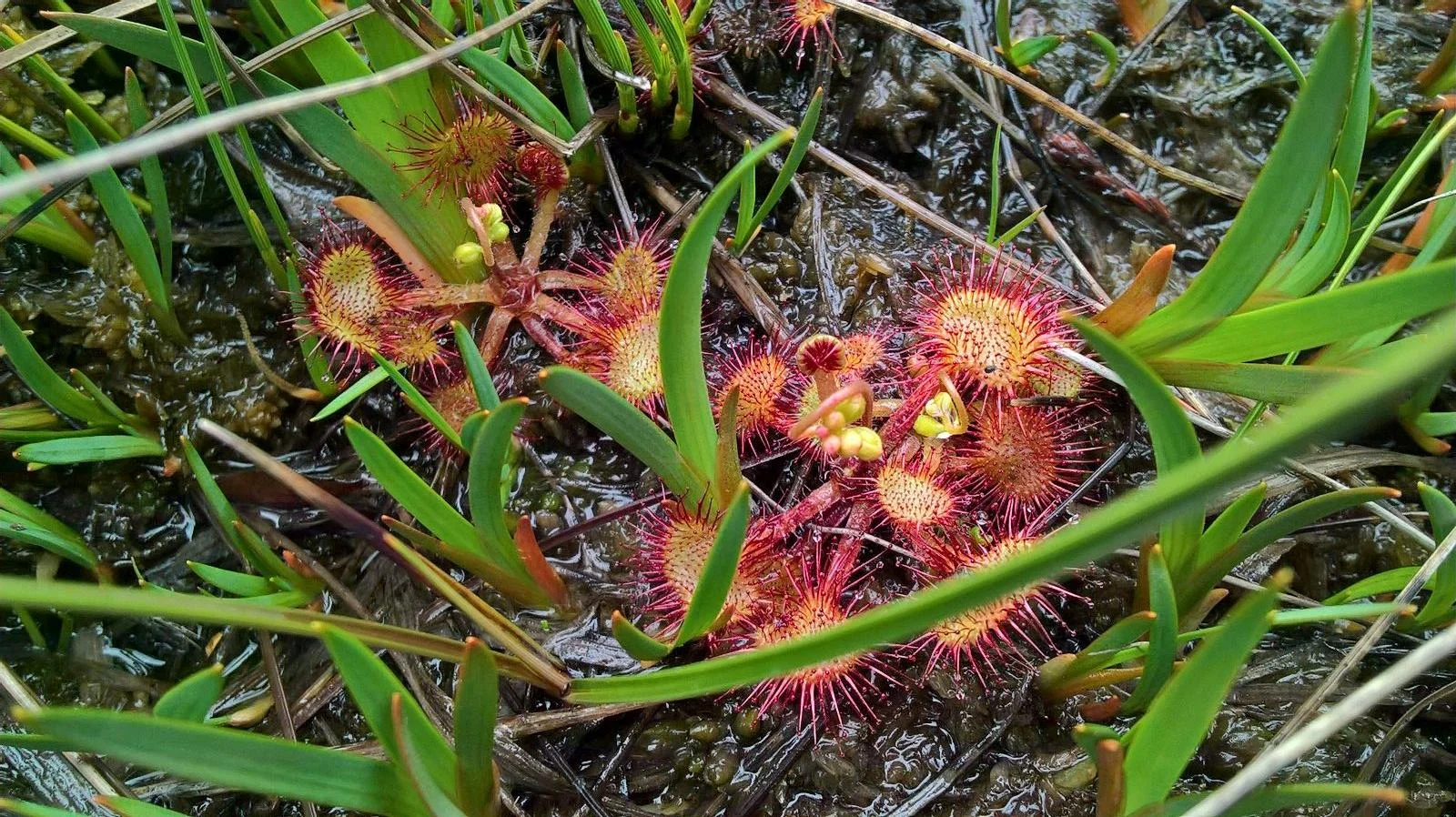 Carniveous plants here in the UK?