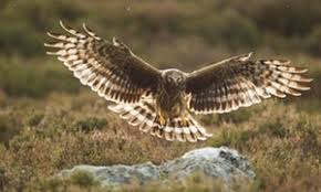 Hen harriers on brink of extinction in England