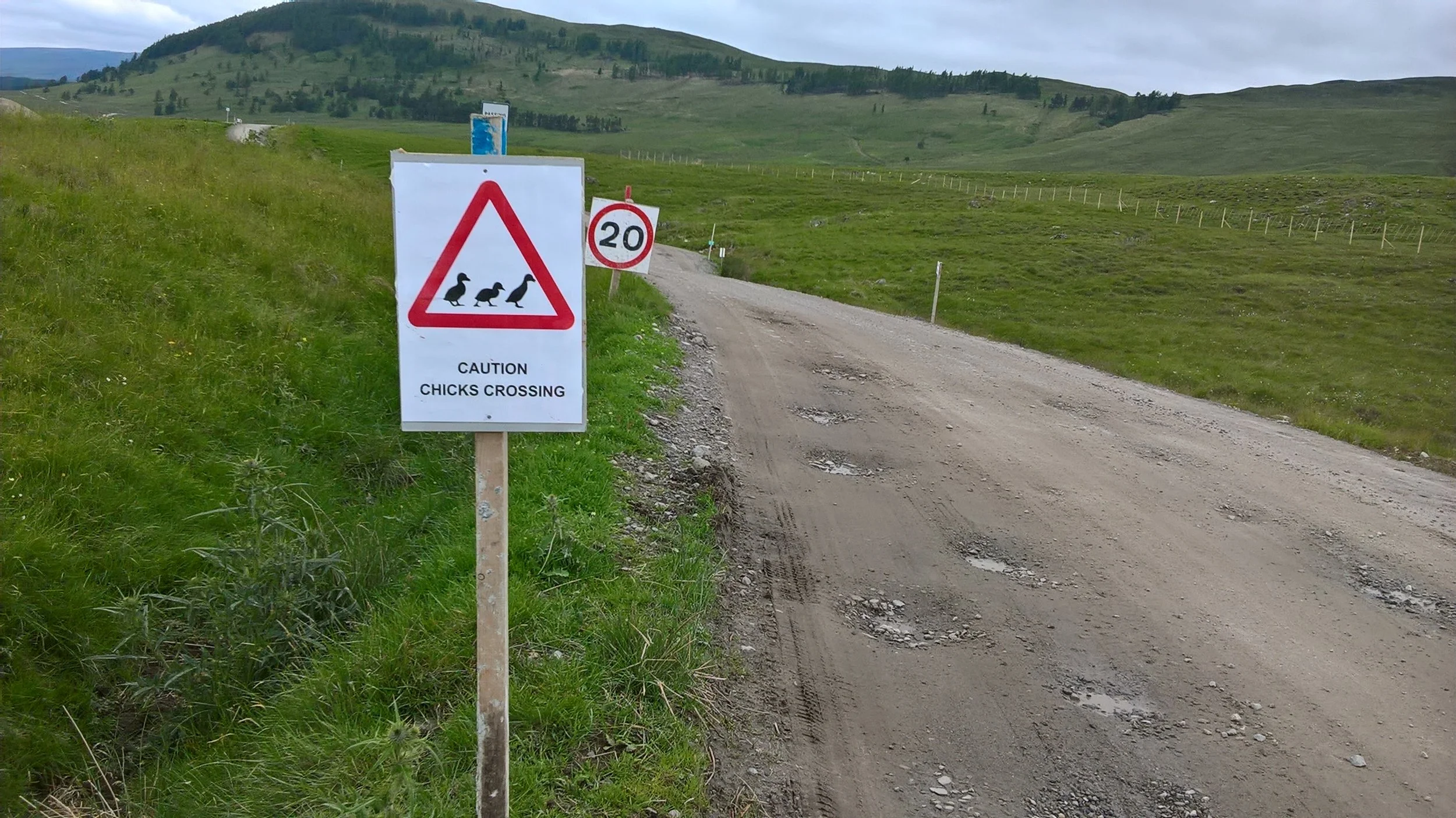 Chicks Crossing