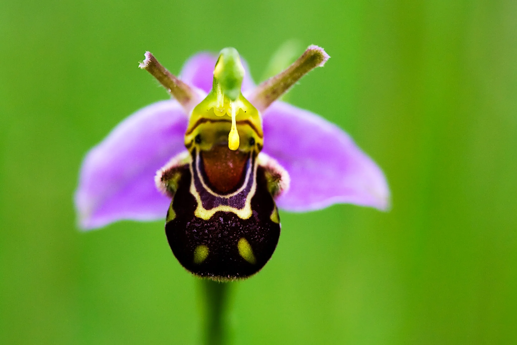 10 things about: Orchids