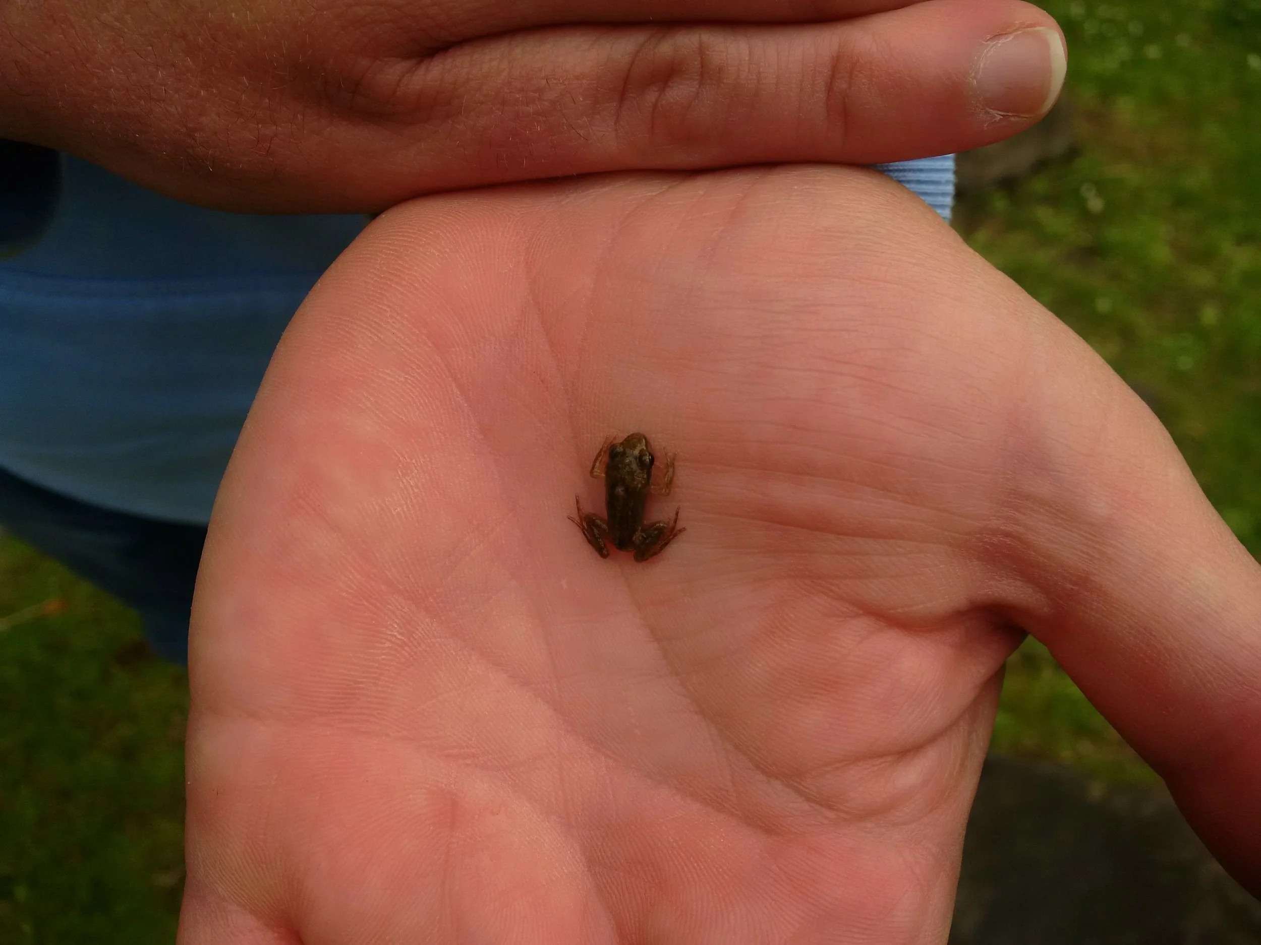 Froglets