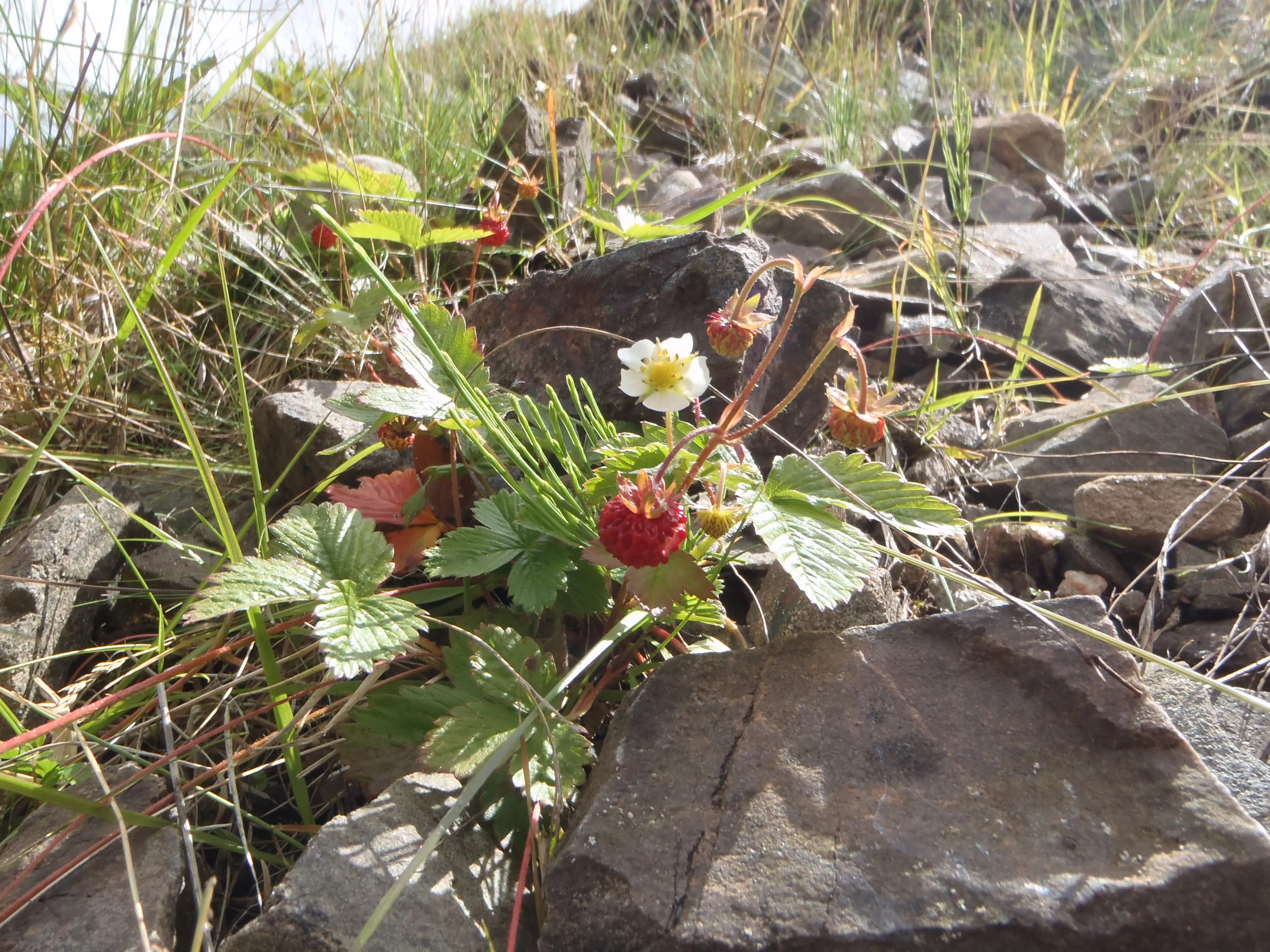 Ever seen a Wild Strawberry