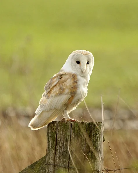 barn owl.jpg