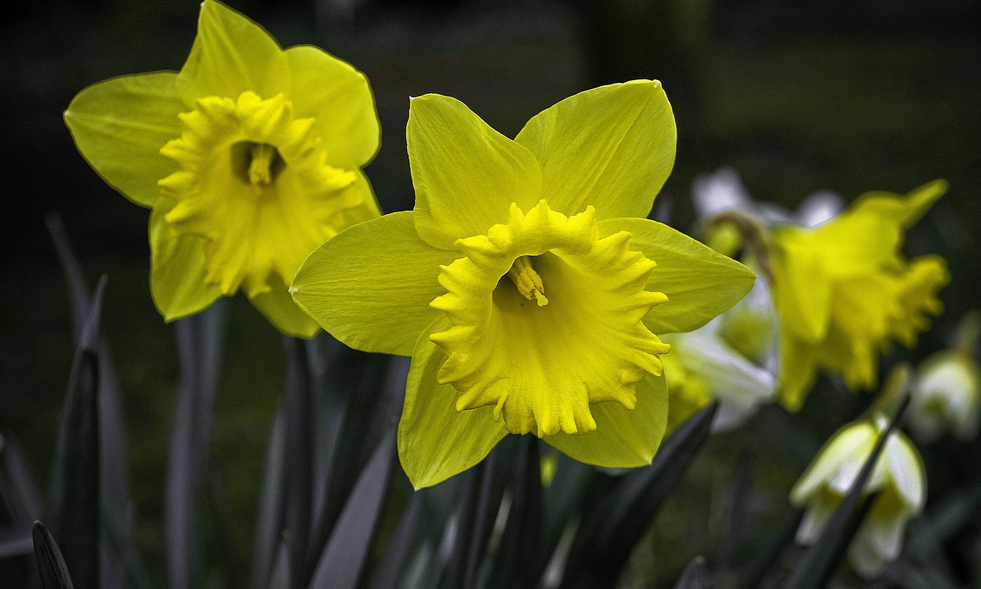 10 things about Daffodils.