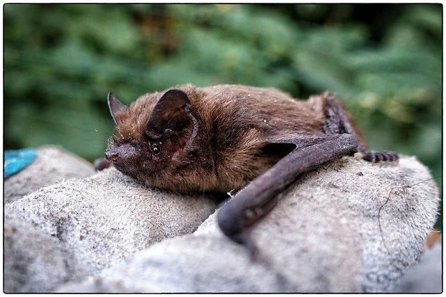 Common Pipistrelle ( Pipistrellus pipistrellus ) by J P is licensed under CC BY 2.0