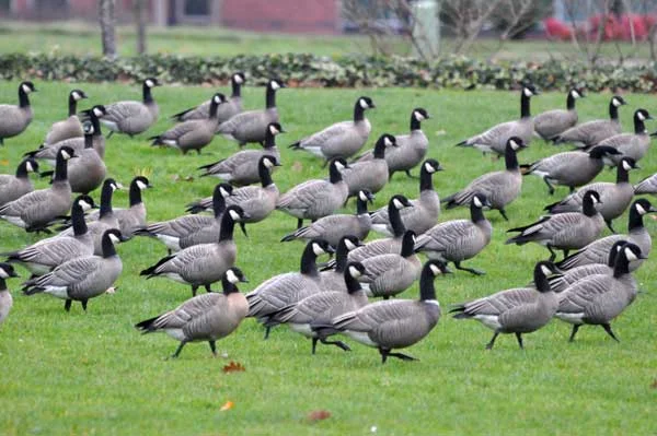 HillsboroCacklingGeese.jpg