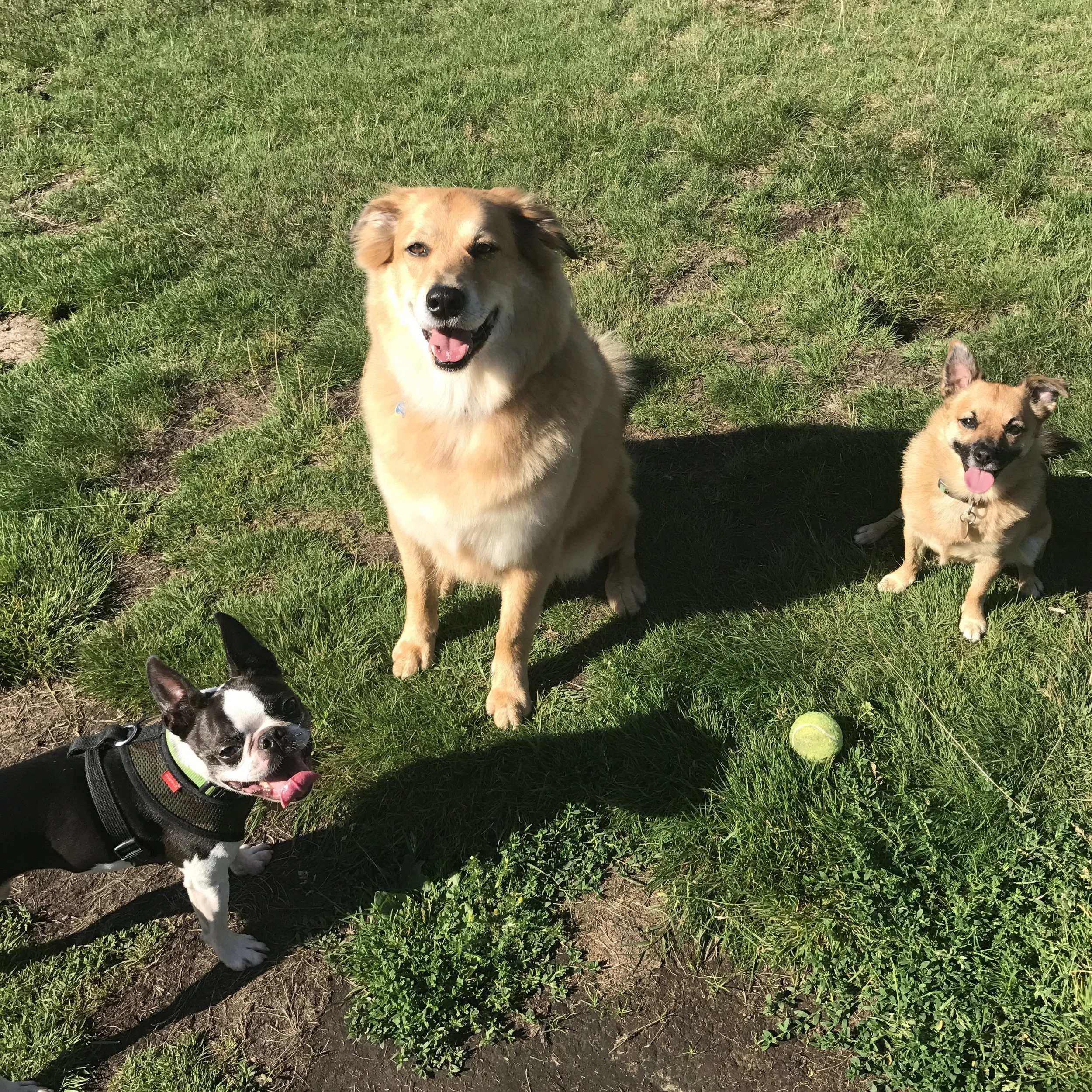 Dog Training Tips