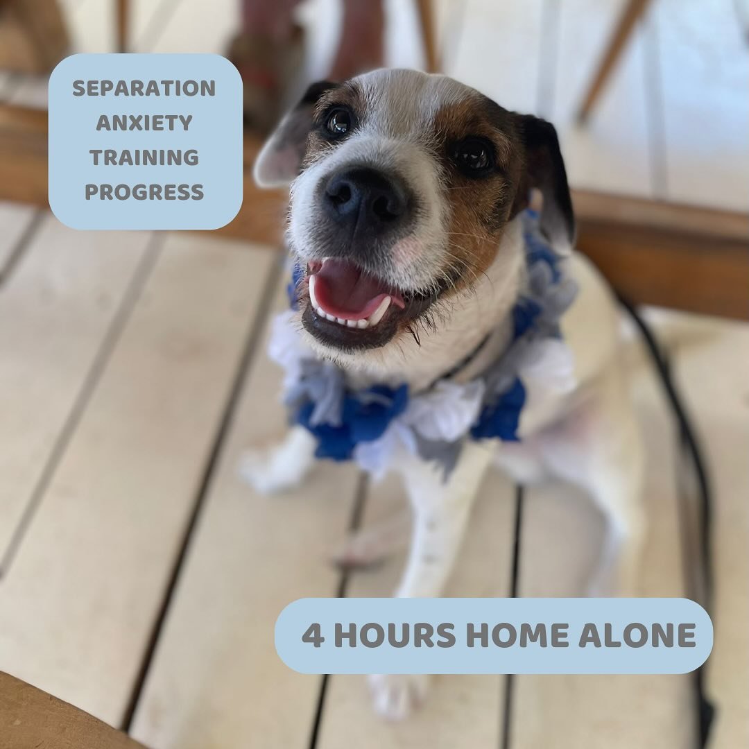 This gorgeous boy has hit his 4 HOUR milestone!!

All the hard work his lovely humans have put into getting him to this milestone is finally paying off. It&rsquo;s a training process that certainly requires consistency and dedication but believe me w