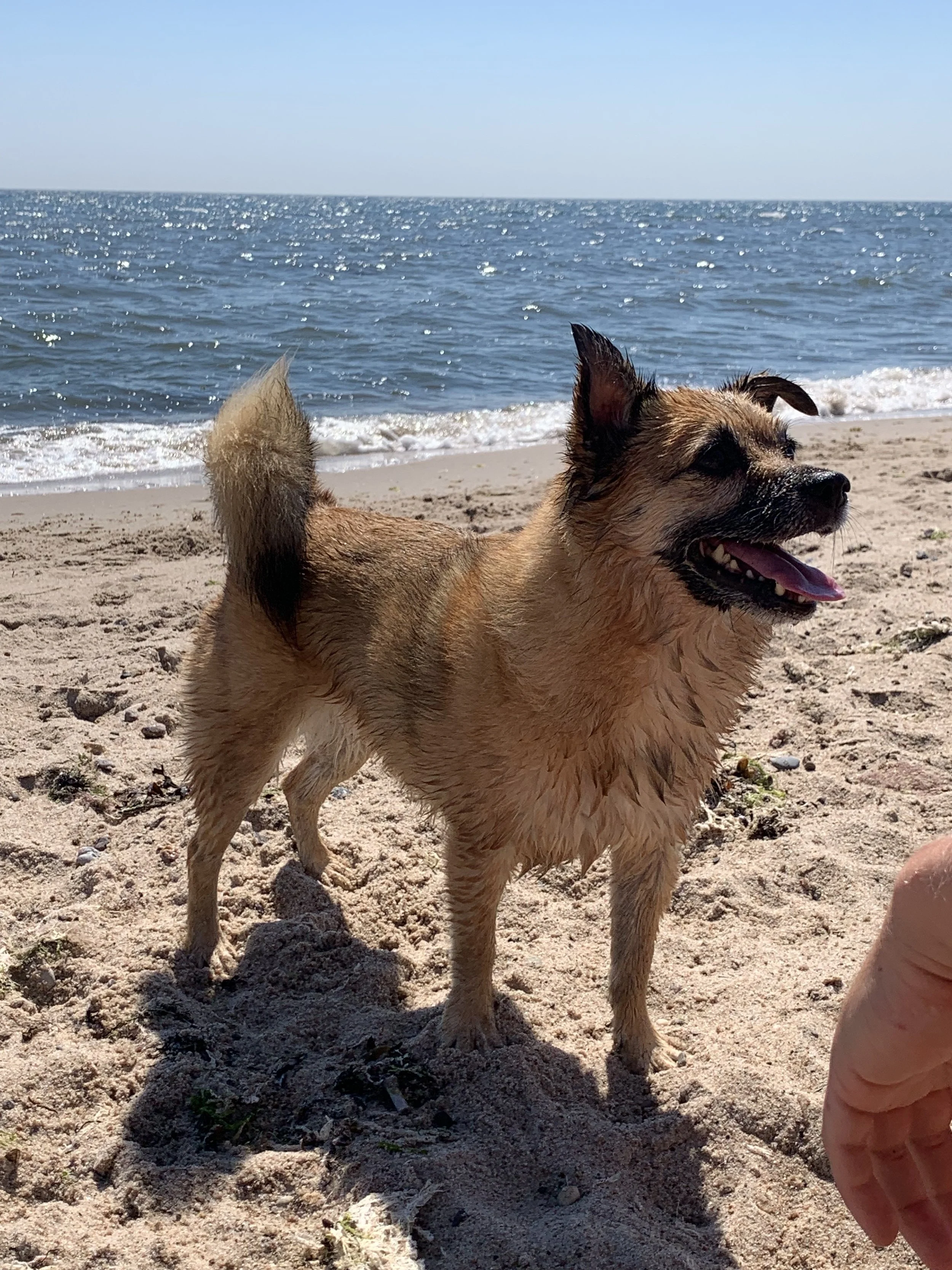 Does your dog suffer from the post-holiday blues?