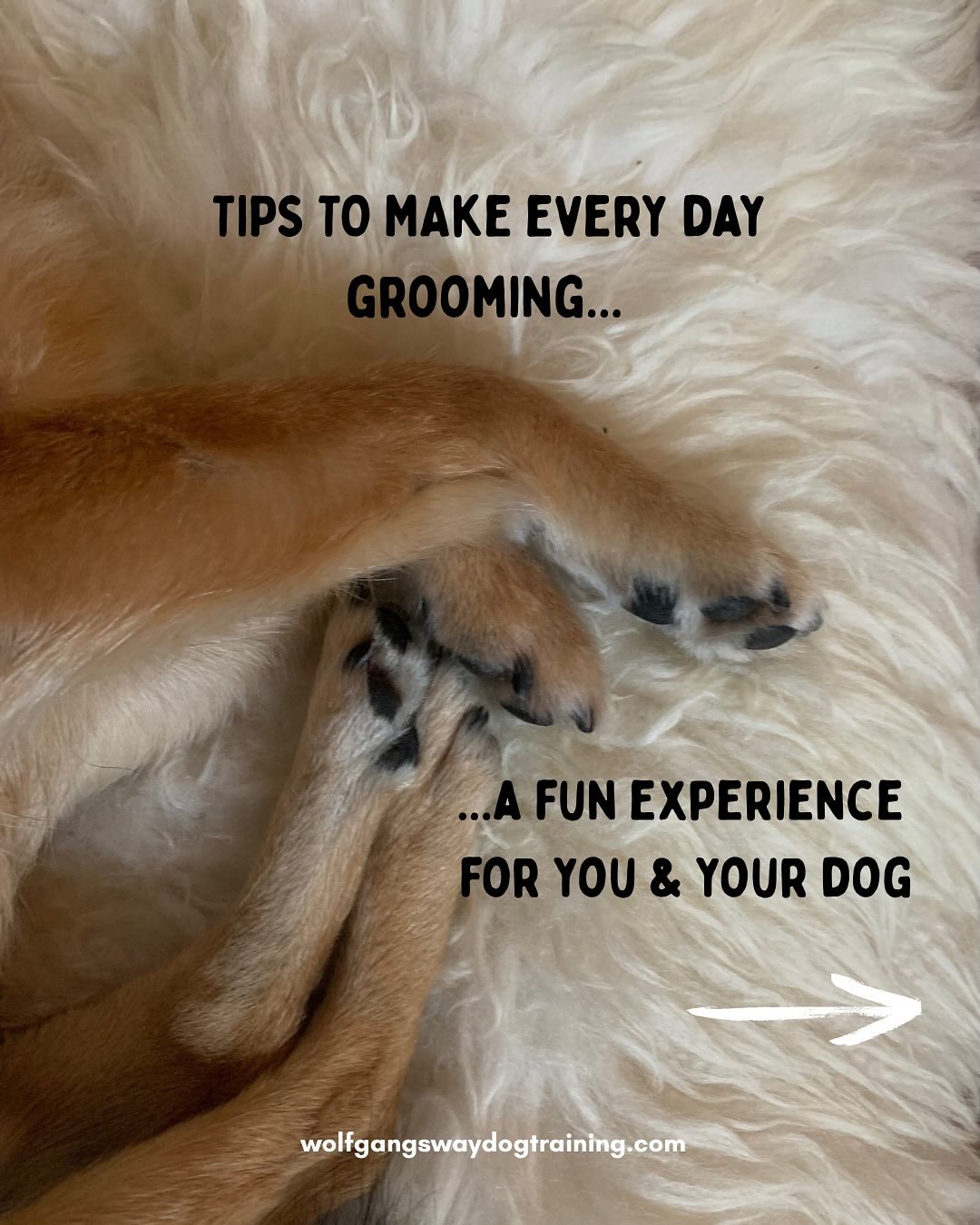 Are those every day grooming procedures a constant battle between you and your dog???

It definitely pays off to get your puppy used to these things from the get-go but don&rsquo;t worry, you can still teach your adult dog how this can be an enjoyabl