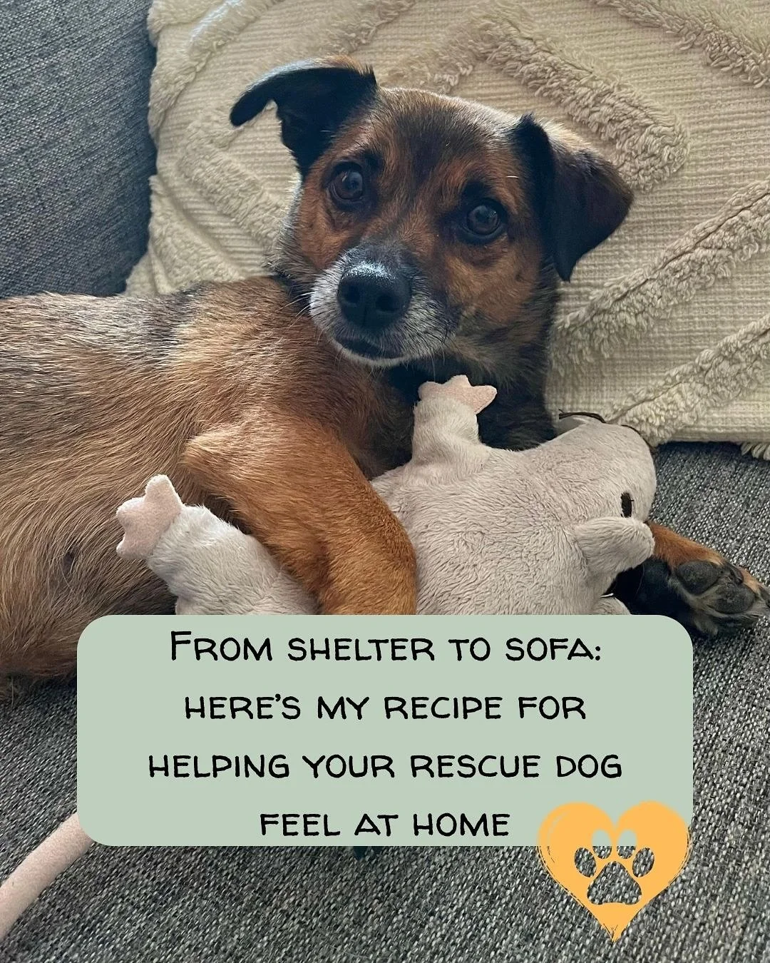 Thinking about adopting a rescue dog? 🐾 
It&rsquo;s one of the most rewarding decisions you&rsquo;ll ever make, and it&rsquo;ll be even better, if you come prepared. 

Like all other dogs, rescue dogs need time, patience and understanding, especiall