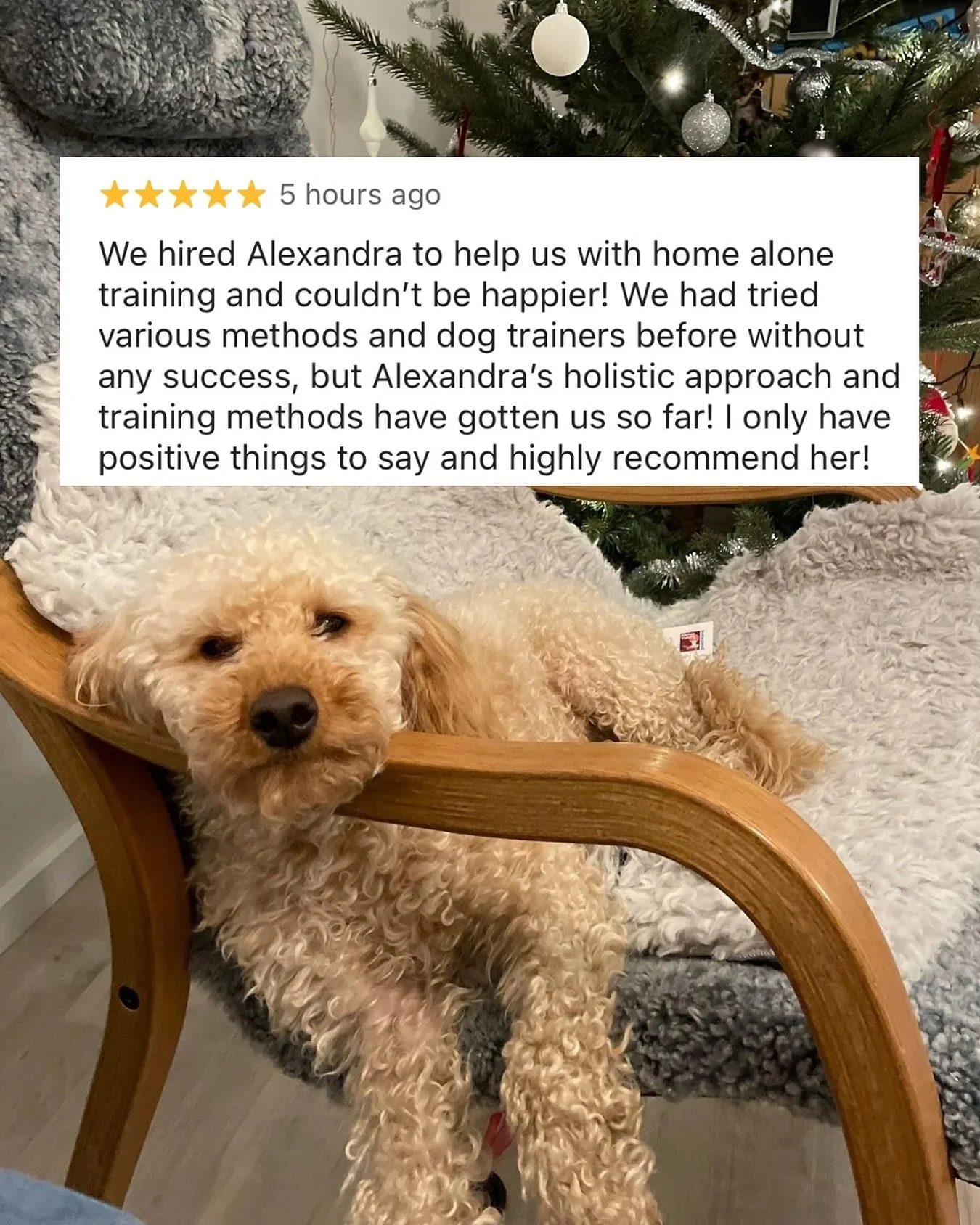 Big congratulations to Team Charlie, who have done the most incredible job at helping their fur friend overcome the fear of being home alone.
It all started with ‘Door Is A Bore’ - getting this young gentleman utterly bored around all th
