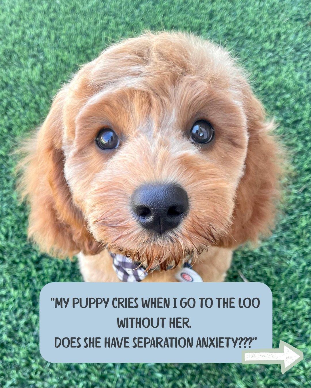 Every puppy is different. Some puppies find it easy to be on their own, but a lot of puppies start to cry and bark the second their caregiver steps out of sight.

And all of this is totally normal, and does not mean your puppy has separation related 