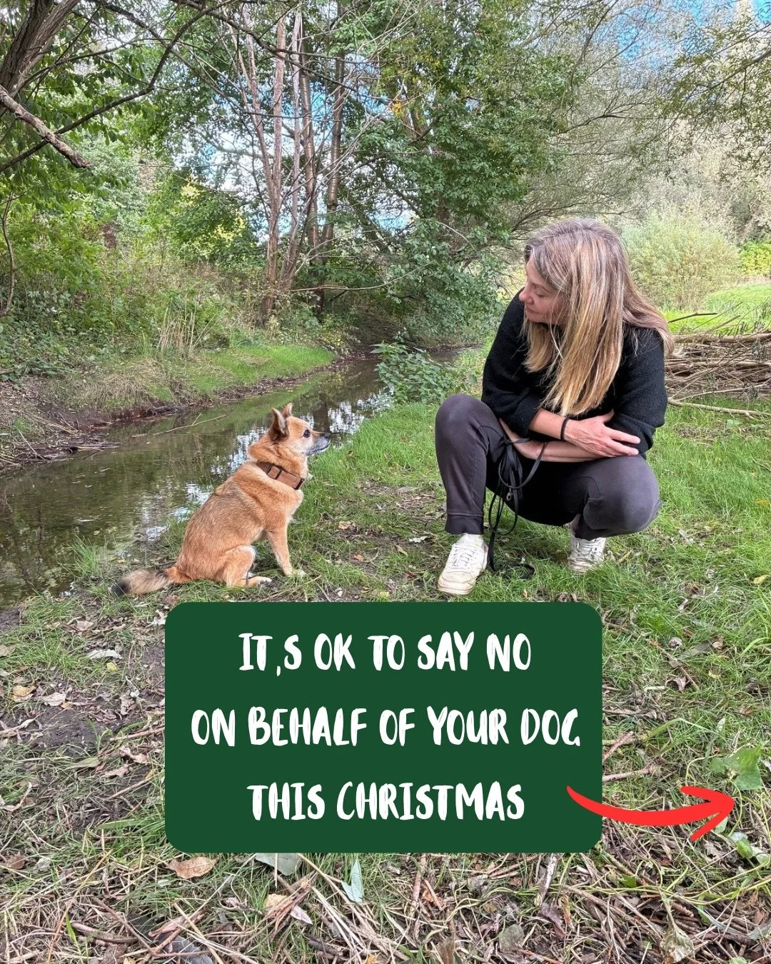 Saying &lsquo;no thanks&rsquo; on behalf of your dog isn&rsquo;t rude. 
It&rsquo;s management, safety, care and love.

You don&rsquo;t have to do everything.
You don&rsquo;t have to go everywhere.
And your dog doesn&rsquo;t have to cope with it all.
