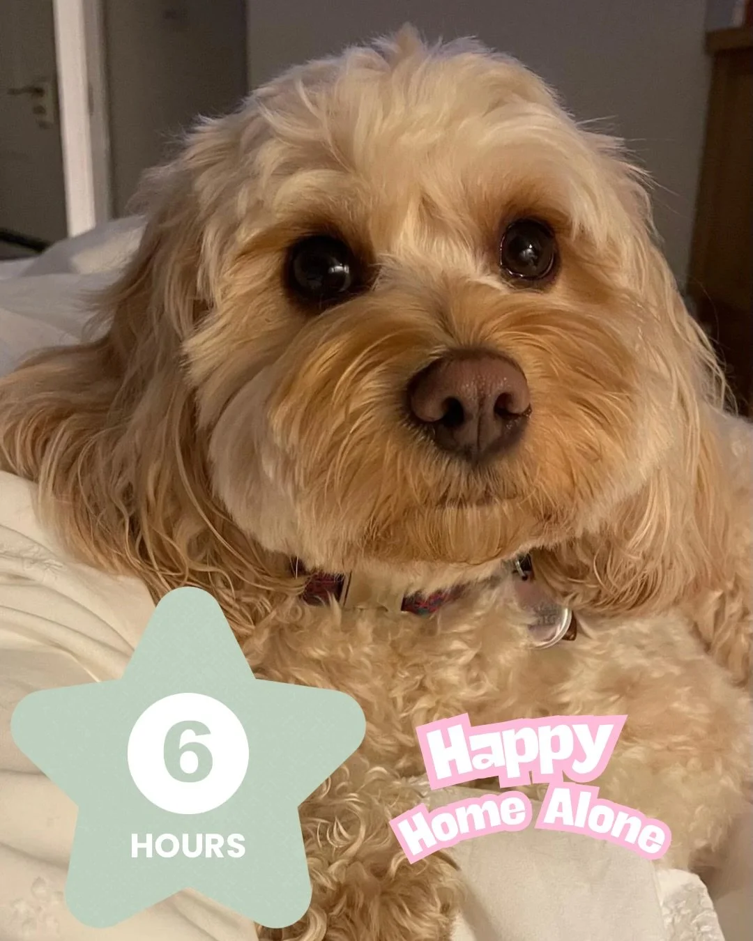 Here is to you Effie and your amazing human.

This was not an easy ride, but thanks to your (hu)mum&rsquo;s dedication and grit (and my annoyingly pushy personality), we got there.

6 hours home alone, with total ease, what an achievement.

#separati