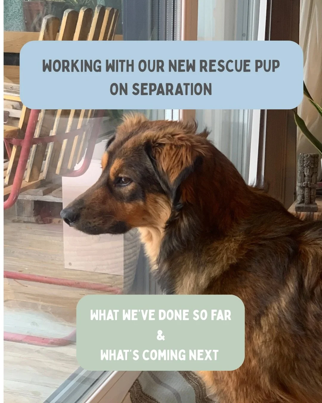 And so it begins&hellip;Bonzie&rsquo;s separation training journey. 

We are taking it super slow, as that&rsquo;s what he needs. It&rsquo;s early day, he&rsquo;s only been with us for two weeks after all.

I&rsquo;m celebrating all the milestones al