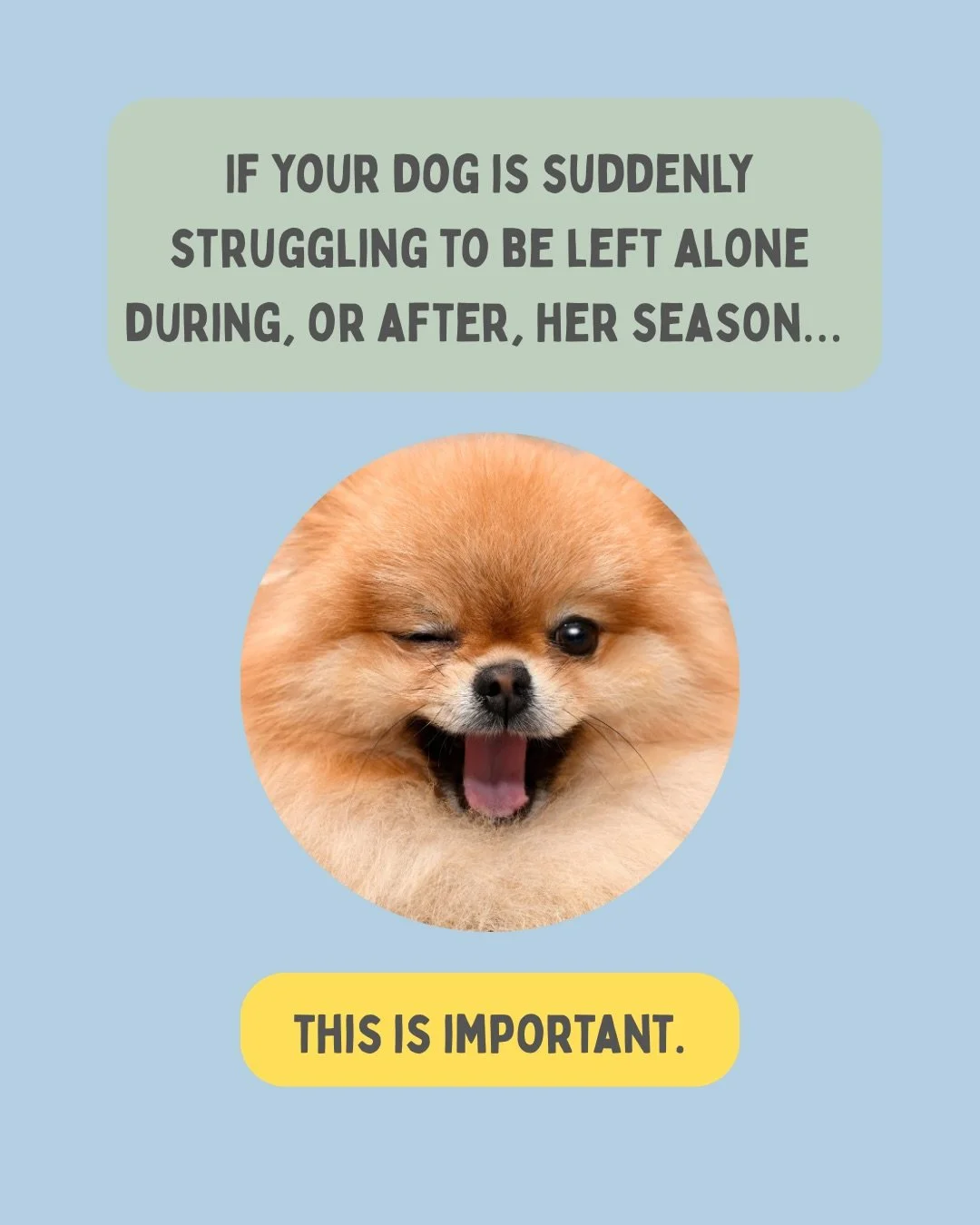 When your furry girl suddenly 𝗰𝗮𝗻𝗻𝗼𝘁 𝗰𝗼𝗽𝗲 𝗮𝗹𝗼𝗻𝗲, 𝗶𝘁 𝗶𝘀 𝗲𝗮𝘀𝘆 𝘁𝗼 𝗽𝗮𝗻𝗶𝗰 and think you have ruined your training.

𝗬𝗼𝘂 𝗵𝗮𝘃𝗲 𝗻𝗼𝘁.

Hormones can turn even the steadiest separation anxiety training progress upside dow