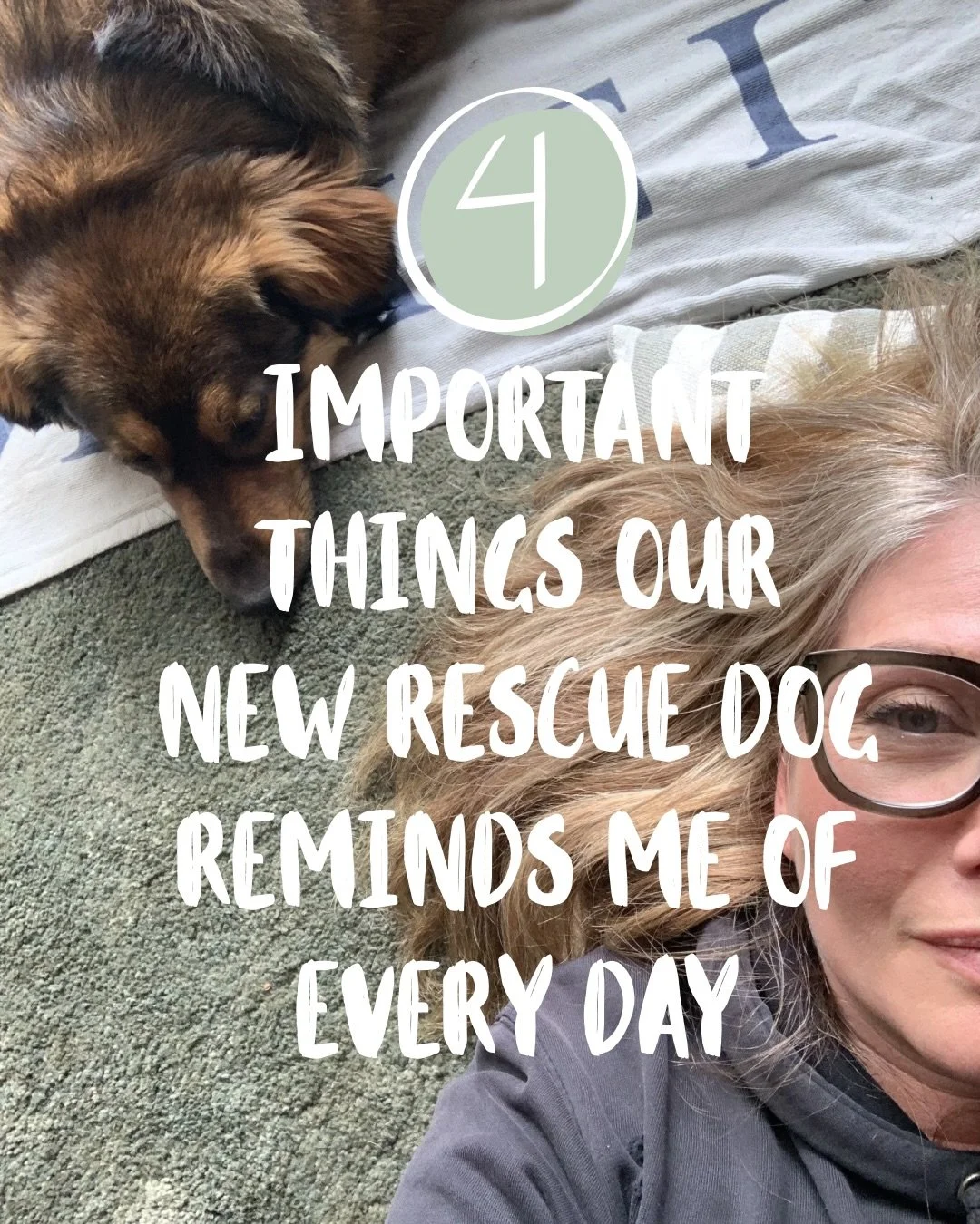 Dogs are brilliant teachers. What life lessons have you learnt from your dog? 

#dogteacher #dogsarebest #dogtrainer #dogmumlife #rescuedog