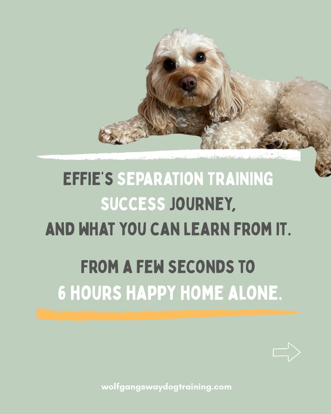 Effie&rsquo;s training journey to overcome her fear of being home alone is a complex, and inspiring, example of the ups and downs and why&rsquo;s and how&rsquo;s that can come with working on helping a dog tackle their separation related issues.

Her