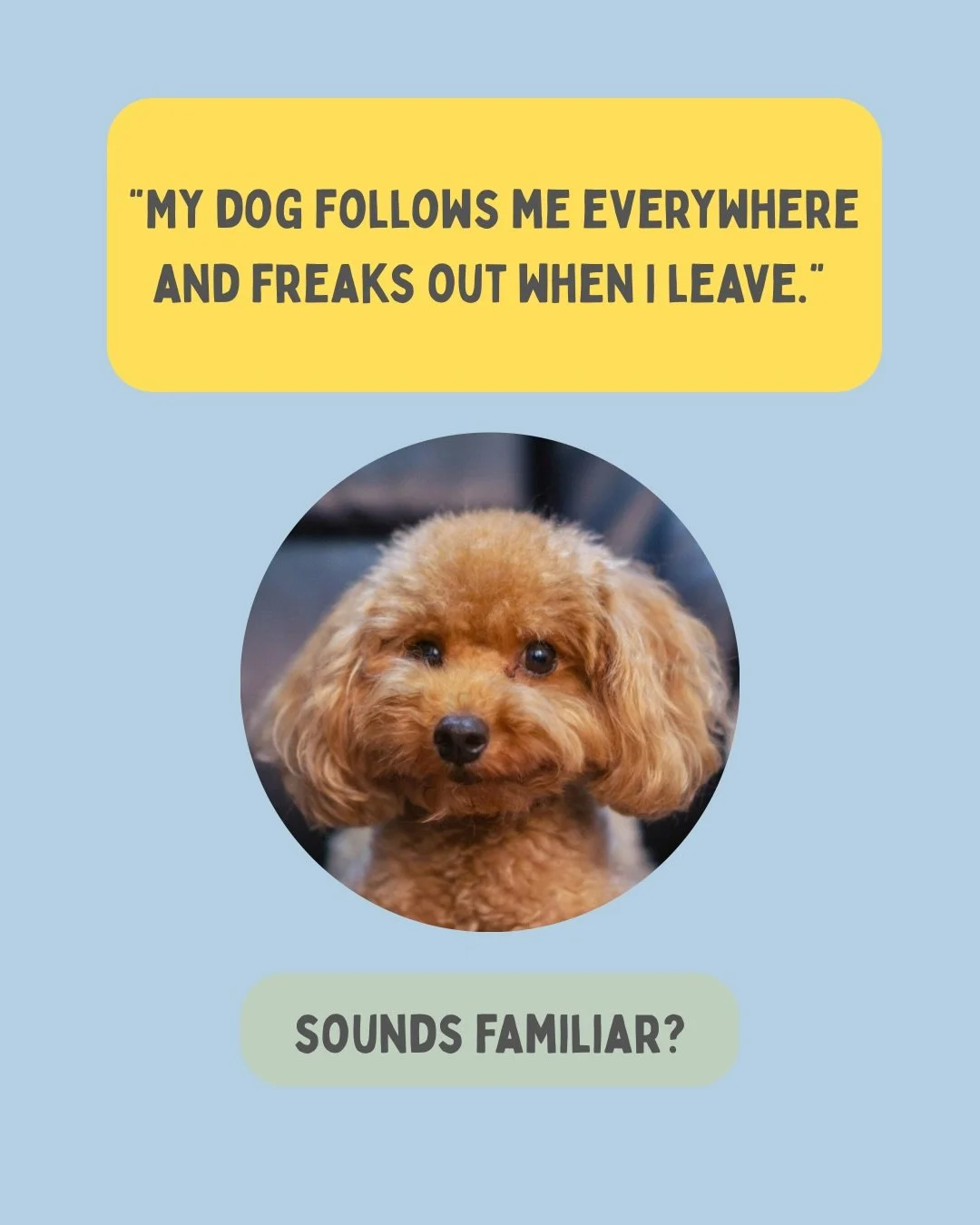 My dogs starts howling as soon as I leave&hellip;

Yep, your dog is experience what&rsquo;s akin to a panic attack.

And nope, your dog is not being overly clingy or attention seeking.

Your dog needs help.

What to do:
* Educate yourself via credibl