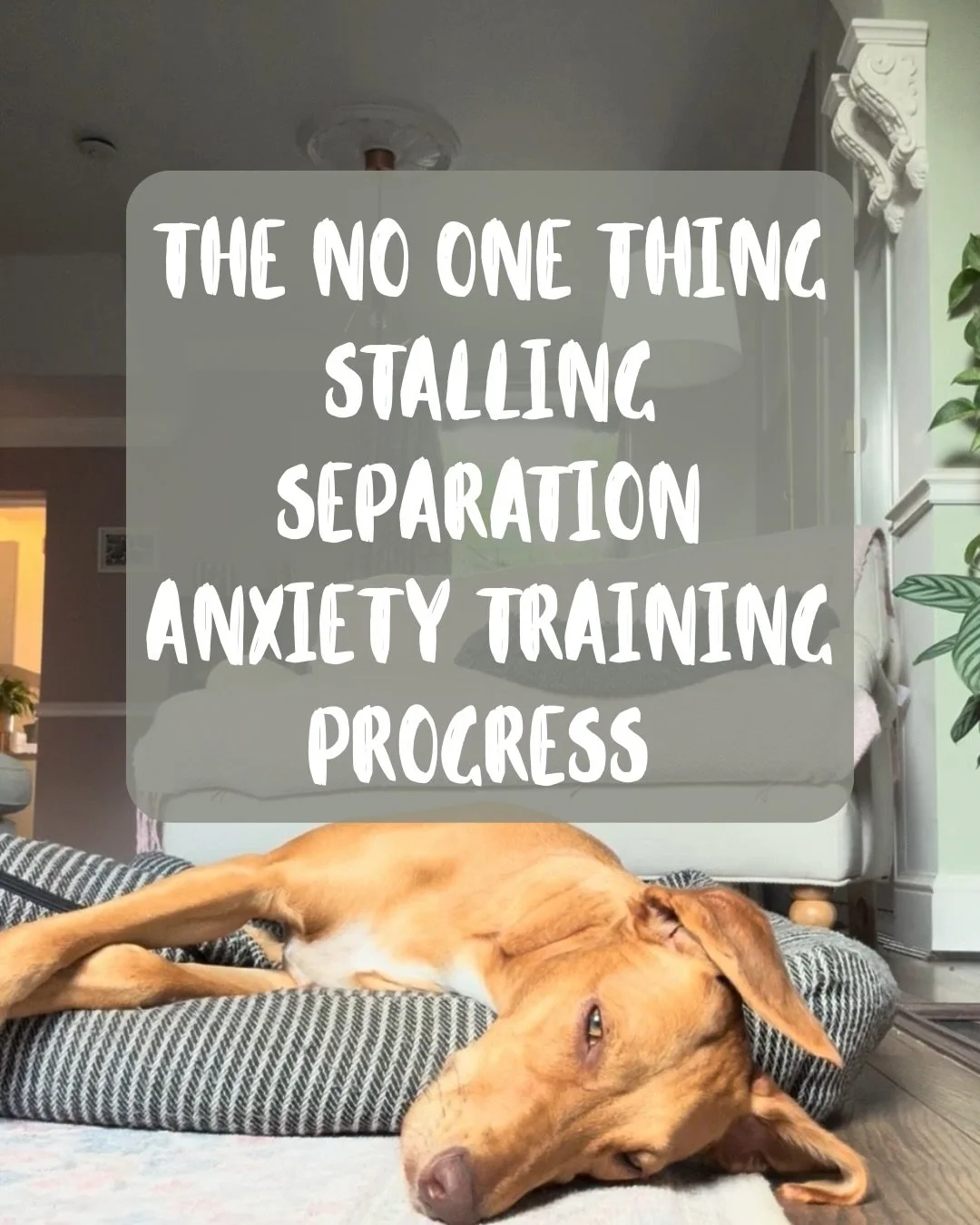 If your dog&rsquo;s separation anxiety training has stalled or gone backwards&hellip; this is something too many people miss.

𝗬𝗼𝘂 𝗰𝗮𝗻&rsquo;𝘁 𝘁𝗿𝗮𝗶𝗻 𝗽𝗮𝘀𝘁 𝗱𝗶𝘀𝗰𝗼𝗺𝗳𝗼𝗿𝘁. 
Even low-level pain or gut issues can make it much harder