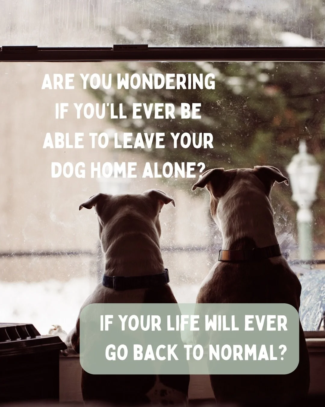Yep, separation training 𝙞𝙨 hard.

When your dog can&rsquo;t be left alone at home, life shrinks, social plans change, a &lsquo;normal&rsquo; day to day feels out of reach. 
With the right support, things can shift more than you think.

If you&rsqu