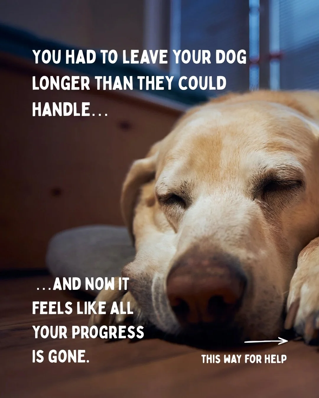 This happened recently to two of my clients, unavoidable last minute &lsquo;life happens&rsquo; situations. 

We did take it super easy for a little bit and monitored closely for subtle signs outside of separation training, that could mean they are s
