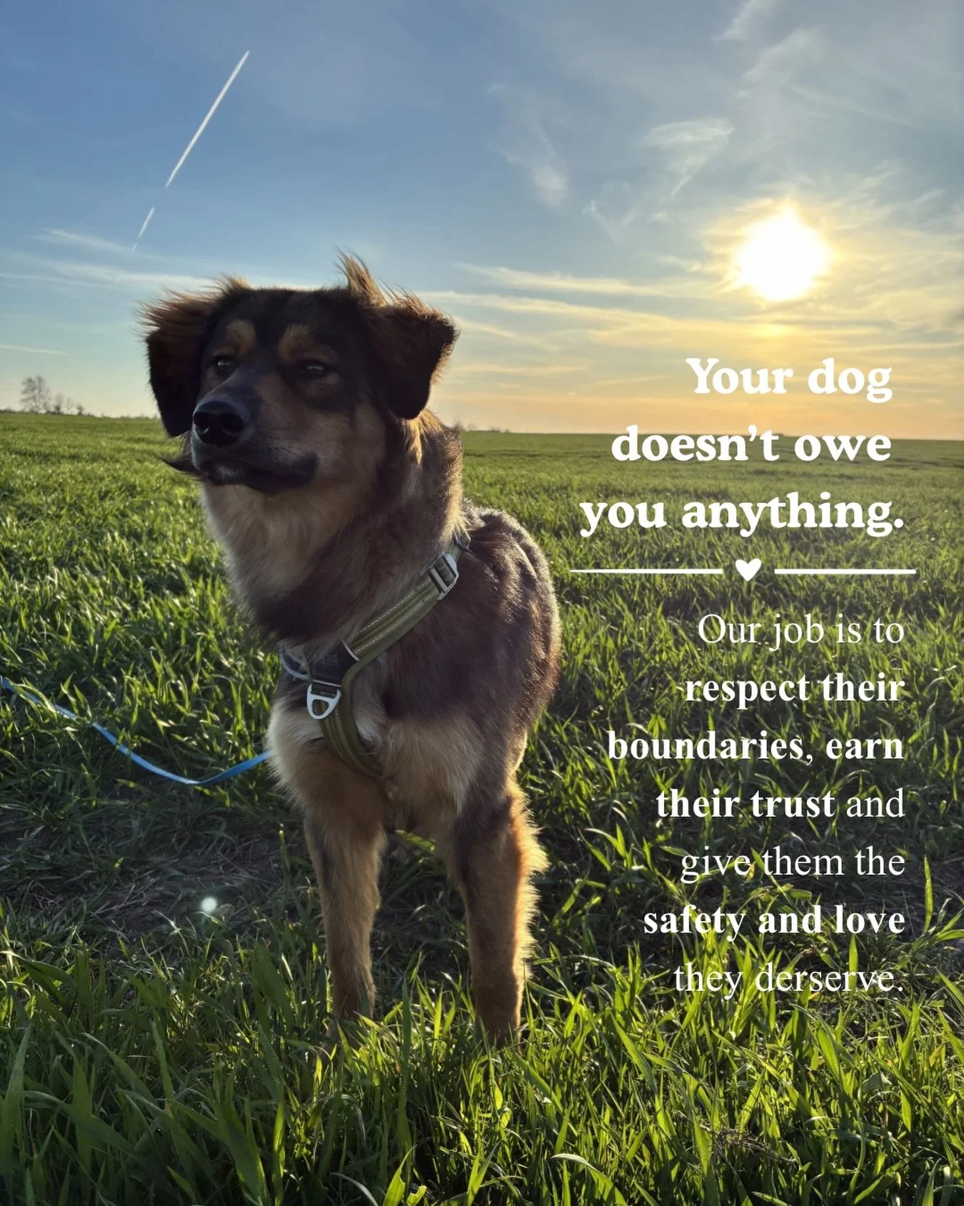Here is to our amazing dogs.

With love from Bonzie &amp; Alex
xx

#dogs #doglove #dogmom #begentle #bekind
