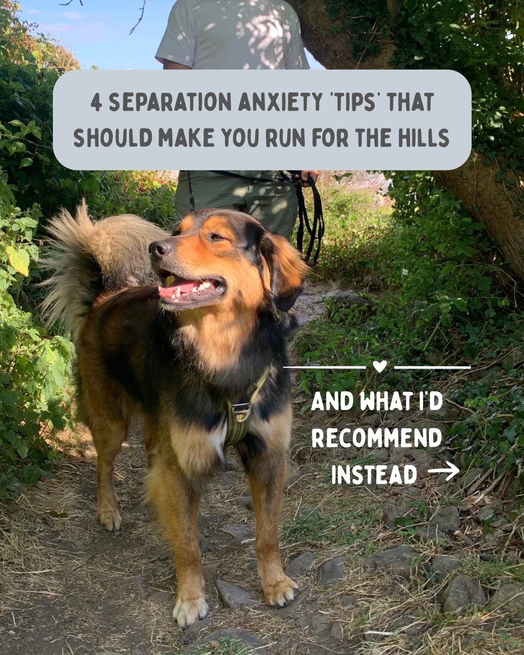 There&rsquo;s surely a lot of misleading information out there when it comes to separation training. If you feel left out and confused, get in touch and let&rsquo;s see how we can help your dog overcome their fear of being home alone.

#separationanx