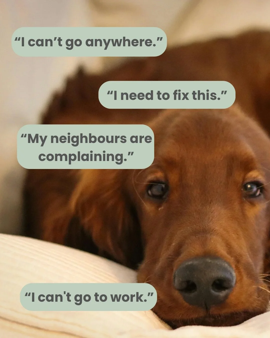 One of the hardest parts of separation anxiety training is that life still needs to happen while your dog is learning to be happy home alone. 
You have work, you have appointments, you need to buy food, you have plans&hellip;.

That&rsquo;s why manag