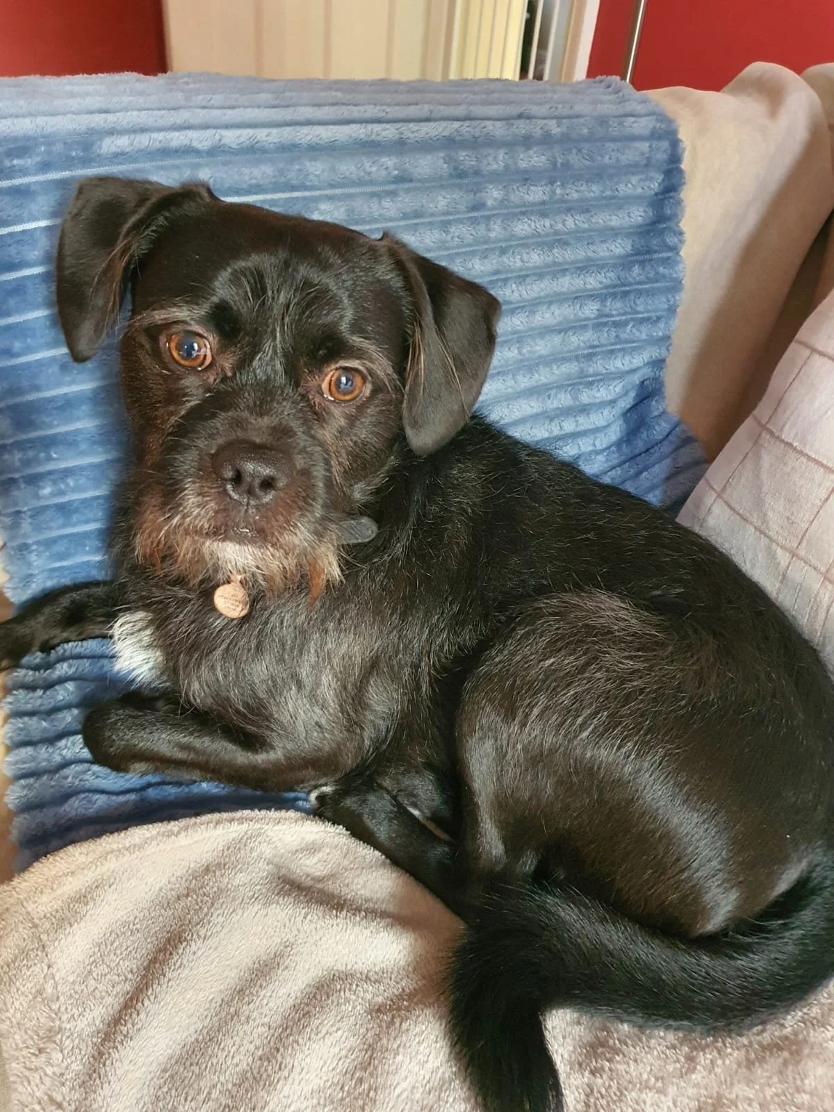 Rescue dog separation training review