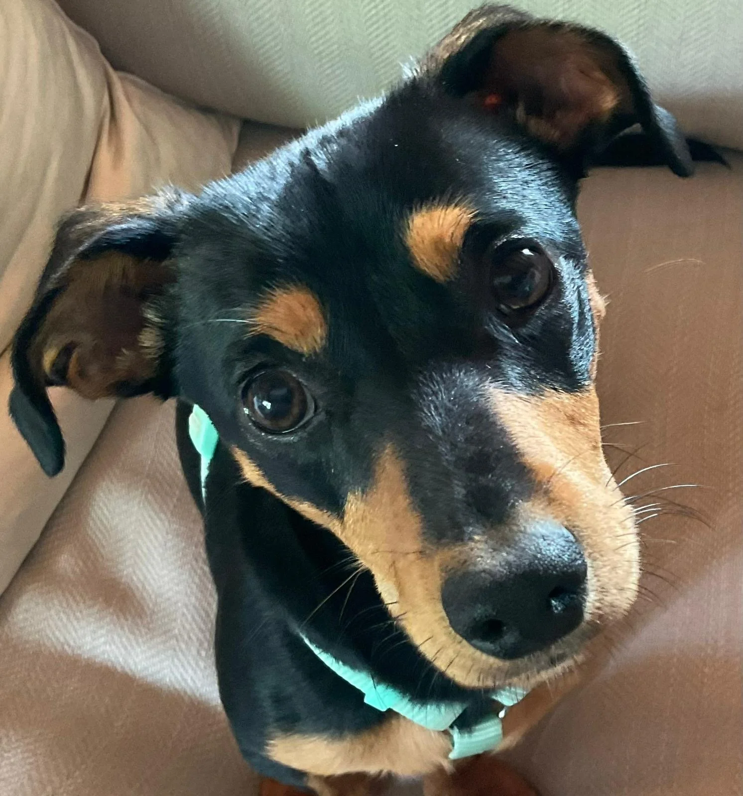 Dog Separation Anxiety Training Review