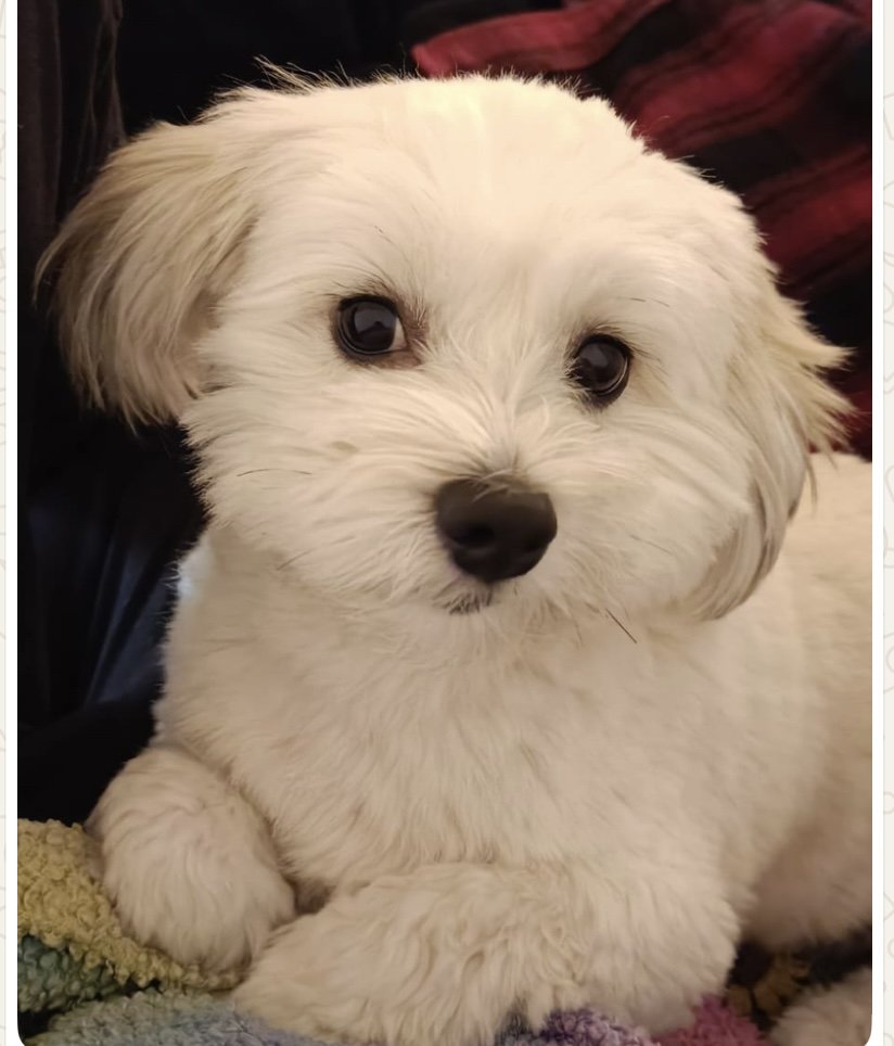 Dog separation anxiety training Bichon Havanais