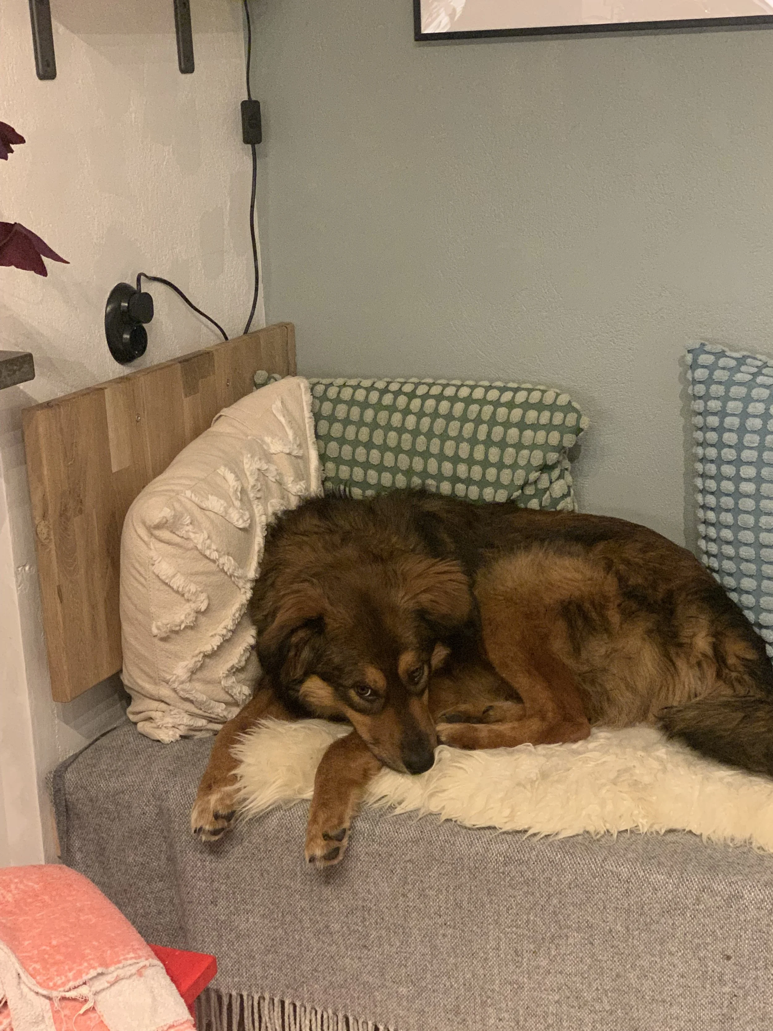 Settling in a rescue dog