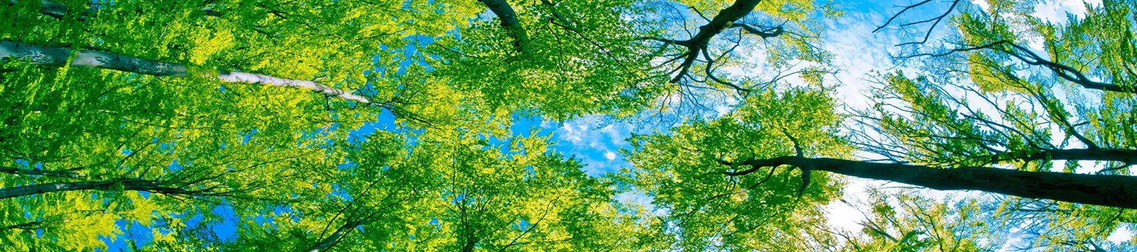 trees.jpg