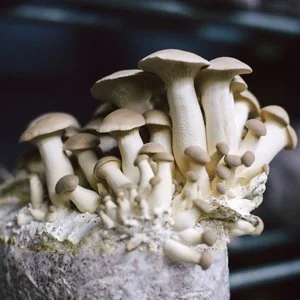 NH-mushroom-company.jpg