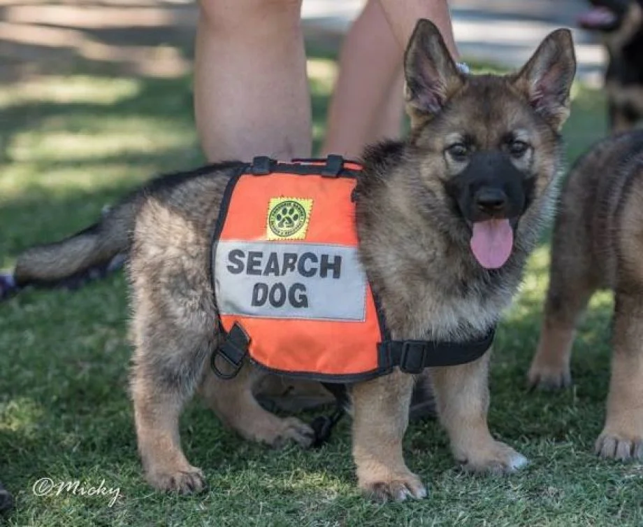 NH Fish & Game Search and Rescue Dog @ Cook Memorial Library