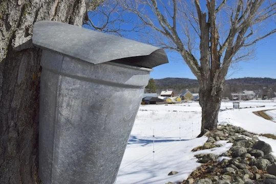 Maple Sugaring Day @ The Remick Museum