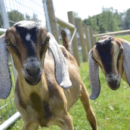 Spring On The Farm @ The Remick Farm