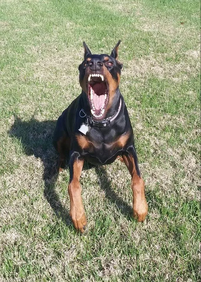 Dog Aggression.jpg