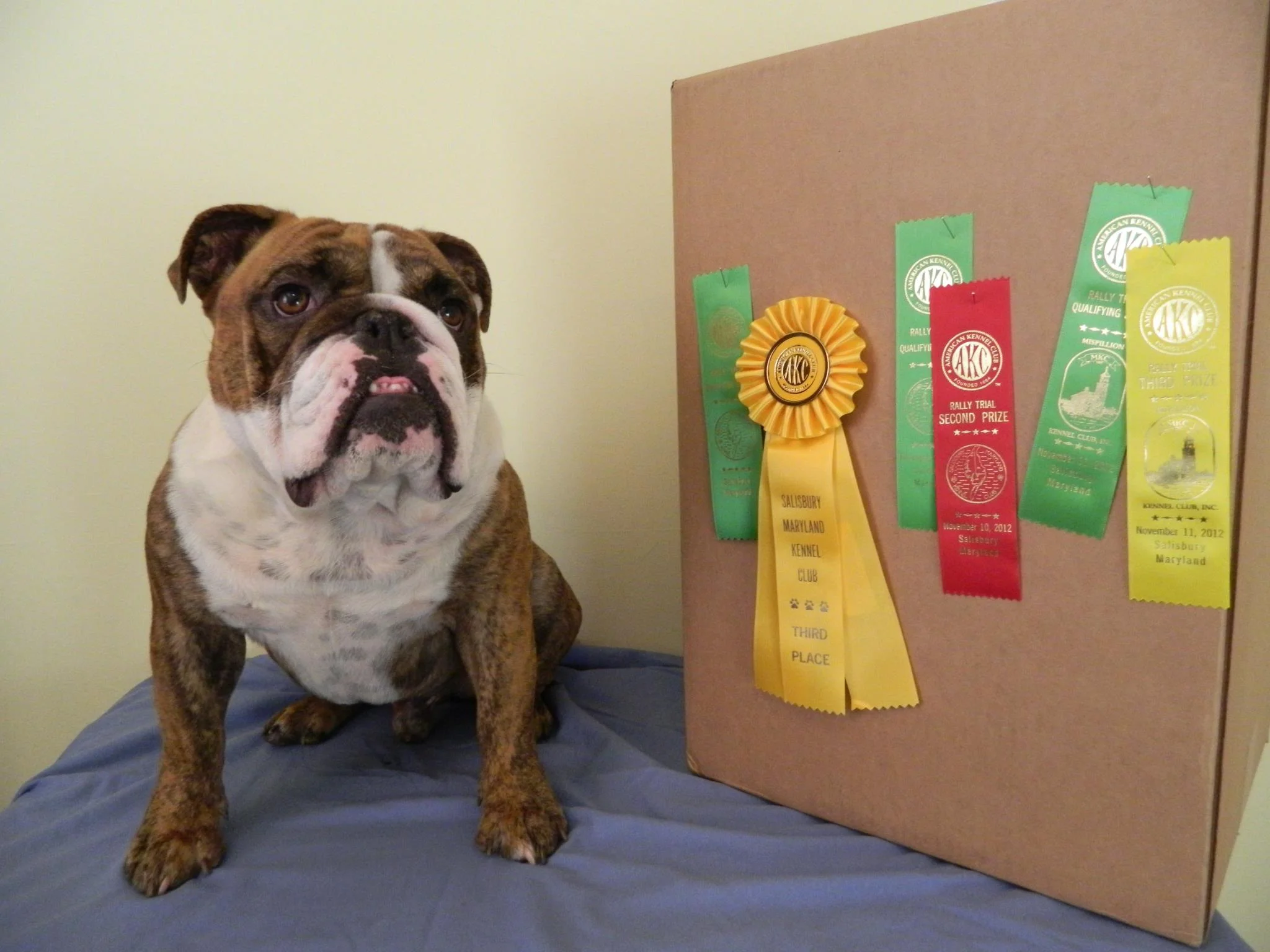 Gus Ribbons.jpg