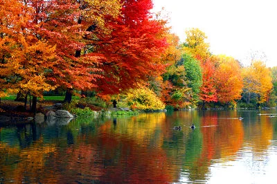Fall+Centrral+Park.jpg