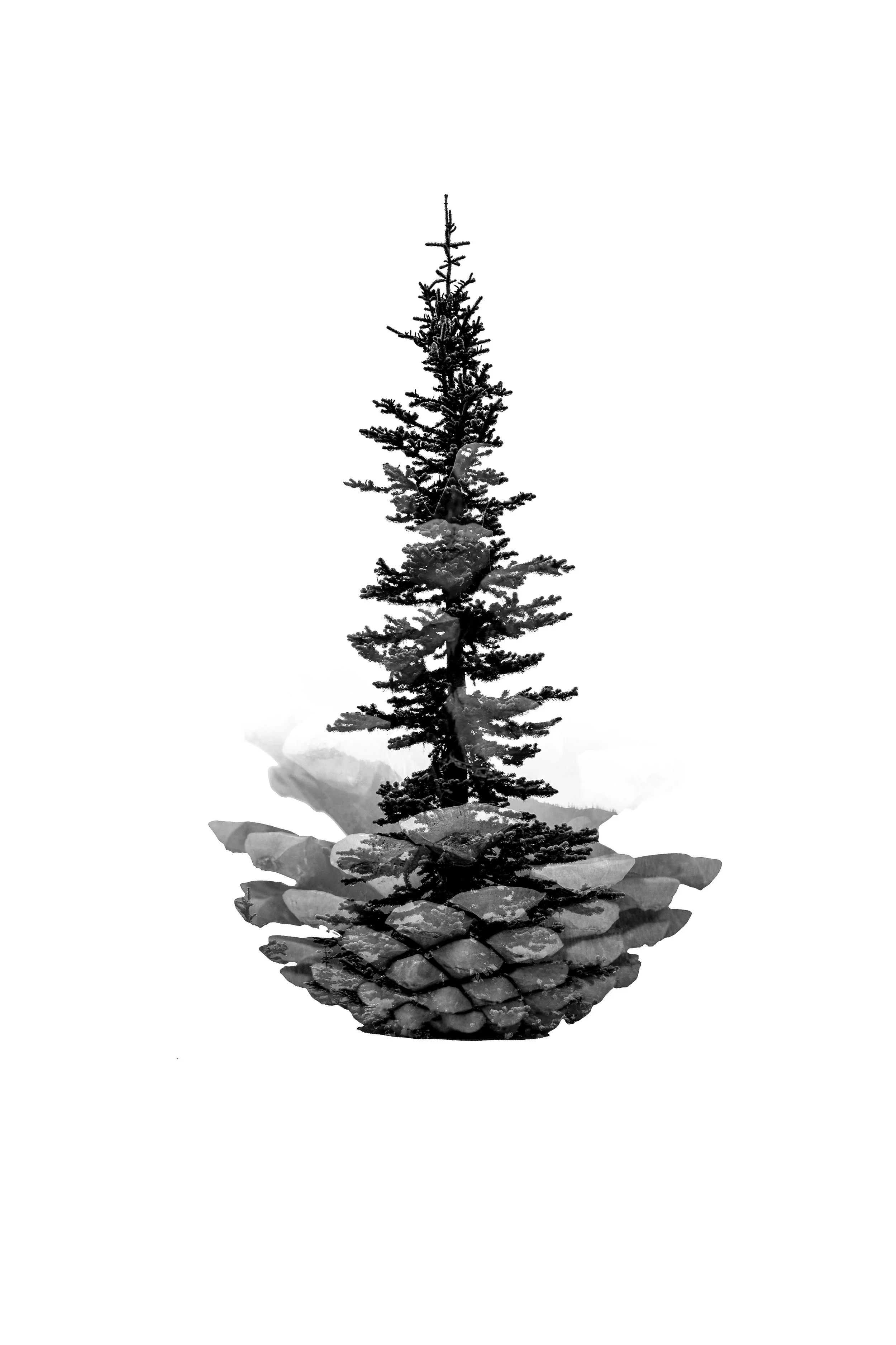 PineTree-1.jpg