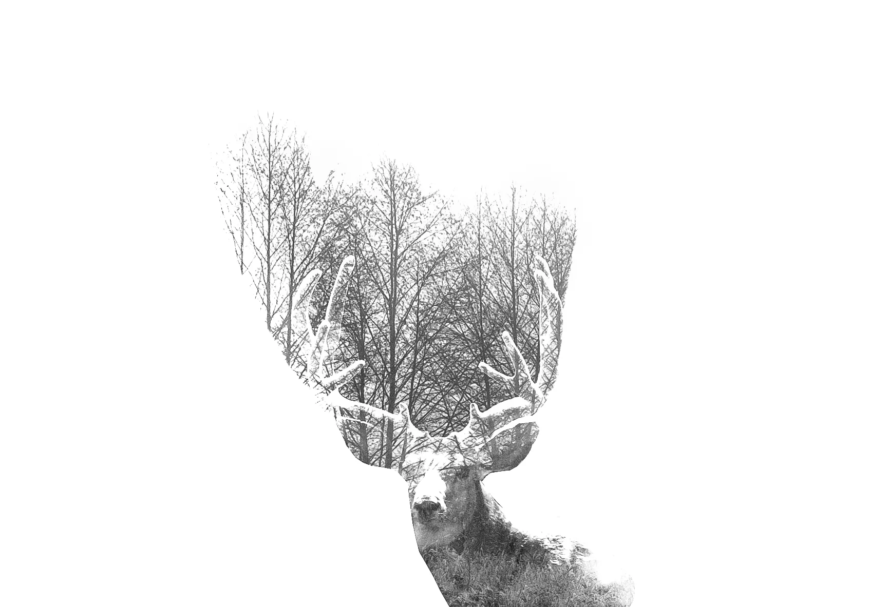 DeerAntlers-1.jpg