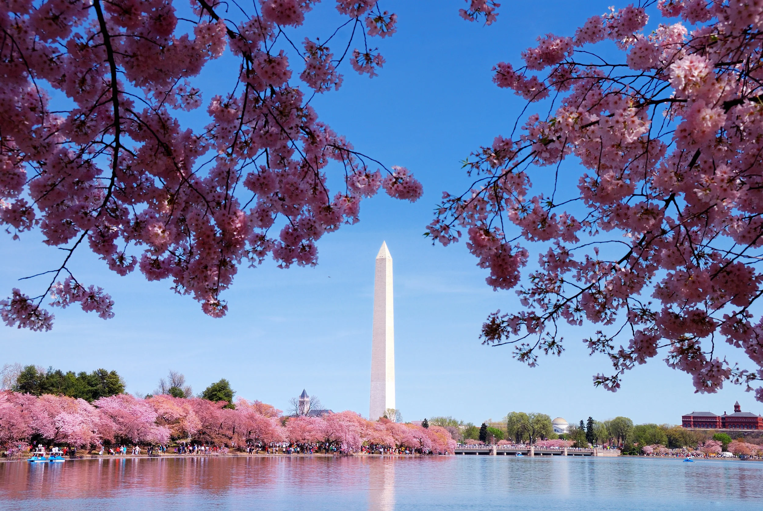 washington cherry blossom.jpg