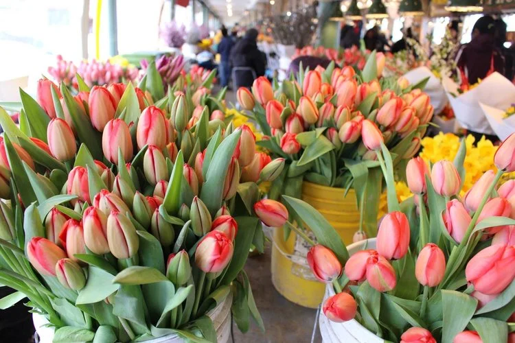 Fresh tulips from Pike Place Market