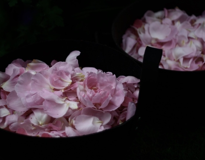 Morning rose distillation.