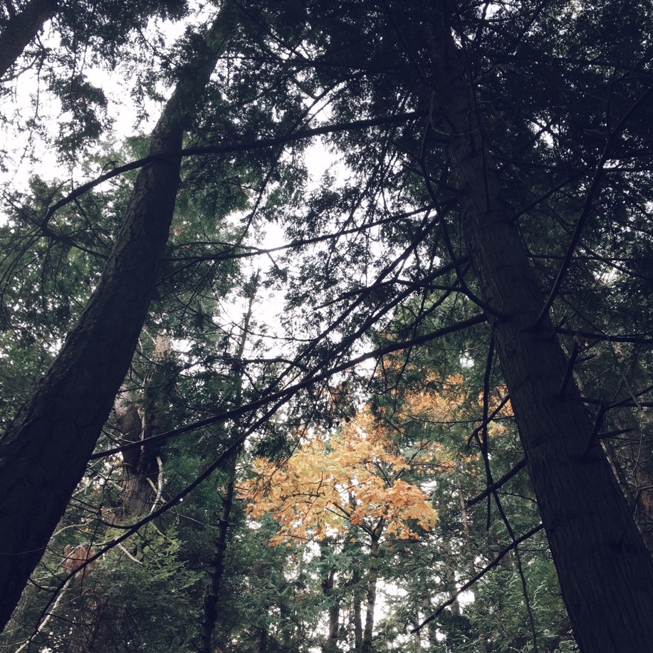 Mount Doug Park
